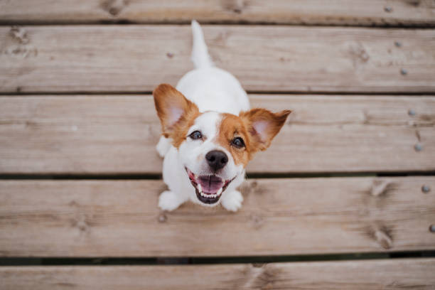 top view of cute small jack russell terrier dog sitting on a wood bridge outdoors and looking at the camera. pets outdoors and lifestyle - terrier imagens e fotografias de stock