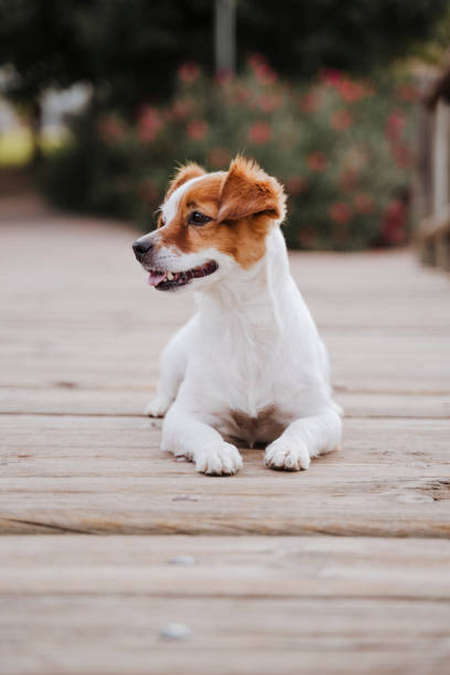 istock cute small jack russell terrier dog lying on a wood bridge outdoors and looking for something or someone. Pets outdoors and lifestyle 1204295610