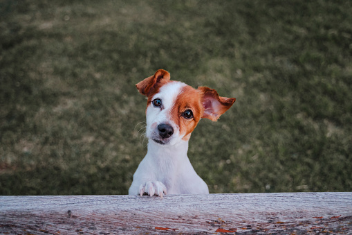 portrait of cute small jack russell terrier standing on two paws on the grass in a park looking at the camera. Fun outdoors. top view