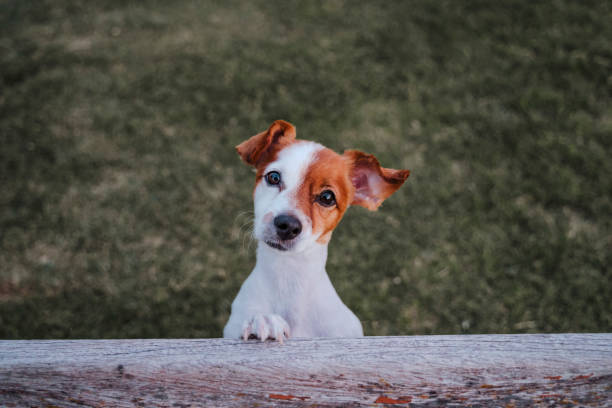portrait of cute small jack russell terrier standing on two paws on the grass in a park looking at the camera. Fun outdoors. top view stock photo