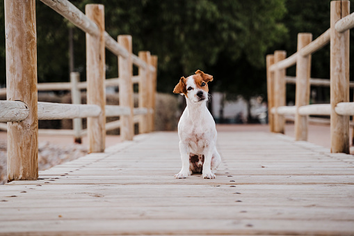 cute small jack russell terrier dog lying on a wood bridge outdoors and looking for something or someone. Pets outdoors and lifestyle