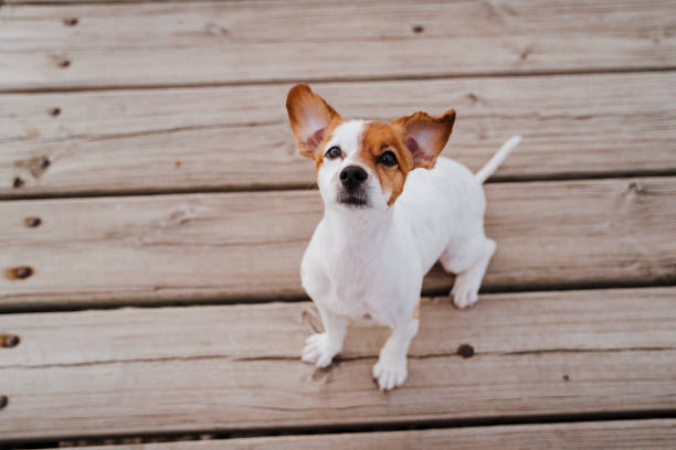 istock cute small jack russell terrier dog lying on a wood bridge outdoors and looking for something or someone. Pets outdoors and lifestyle. top view 1204295946