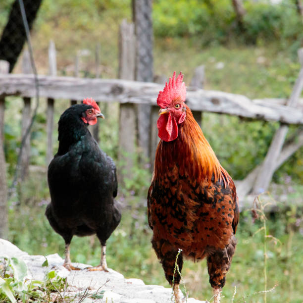 istock Rustic chicken coop holds a rooster and a hen 1204296074