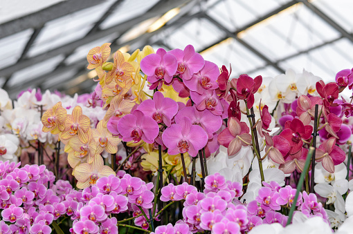 Cultivation of various types of orchids in a greenhouse. Phalaenopsis orchid or Moth dendrobium Orchid flowers at tropical garden.