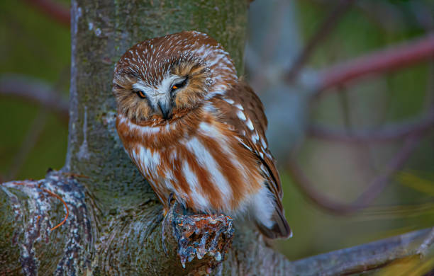 istock Northern Saw-whet Owl 1204299648