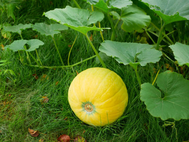 istock young pumpkin on the grass. immature pumpkin 1204301359