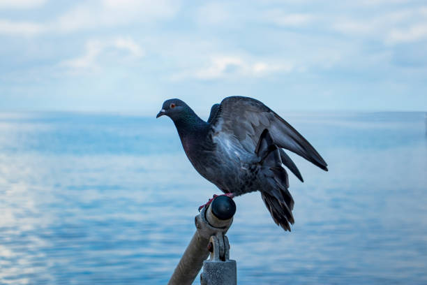 great grey pigeon on a wall near the sea