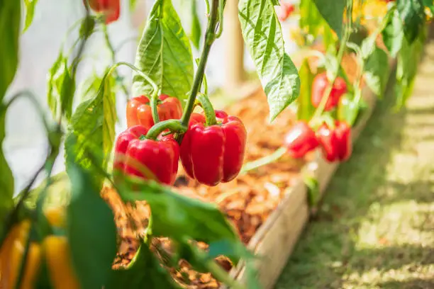 Photo of Red bell pepper plant growing in organic garden