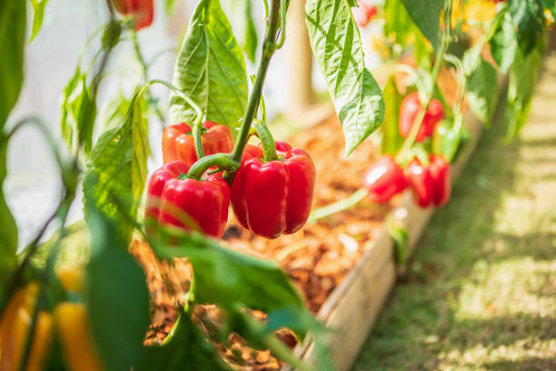 red bell pepper plant growing in organic garden - green bell pepper green bell pepper organic imagens e fotografias de stock