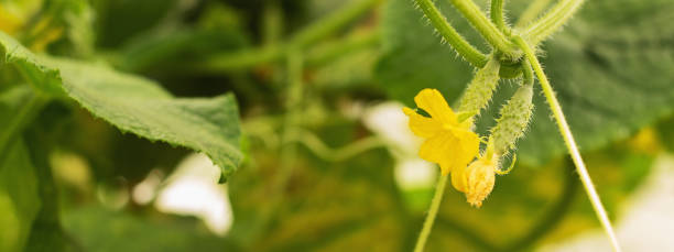 istock Growing cucumbers and harvesting. Organic production. Ecological products. 1204304325