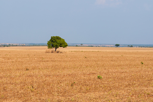 lonely tree and dry grass