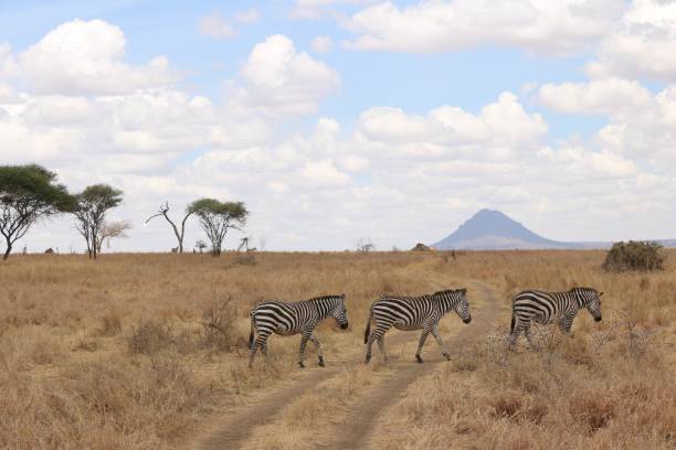istock Zebra crossing in Tarangire National Park 1204306534