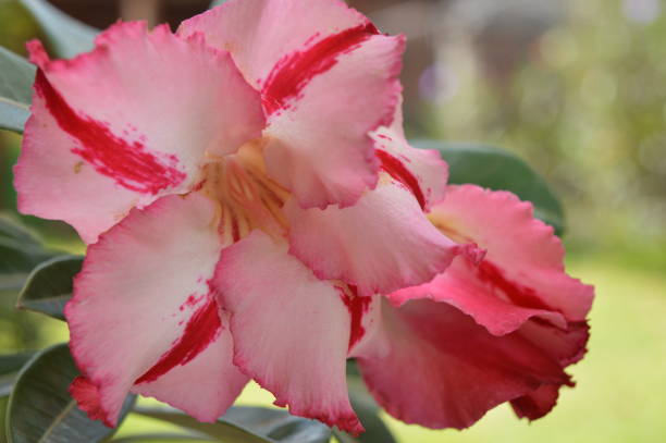 istock Desert rose Adenium Obesum red stripes light rose 1204306677