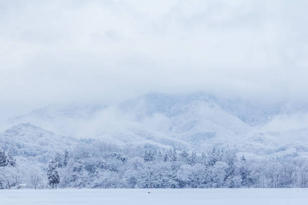 istock Snow Covered Trees,Japan winter Landscape 1204306813