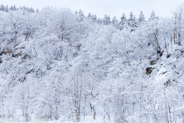 istock Snow Covered Trees,Japan winter Landscape 1204307362