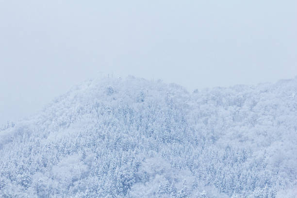 istock Snow Covered Trees,Japan winter Landscape 1204307430
