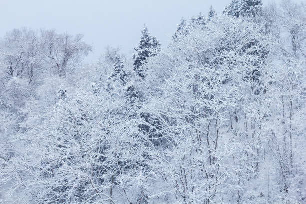 istock Snow Covered Trees,Japan winter Landscape 1204307437