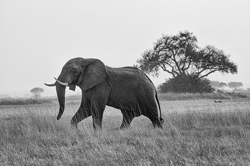 Dignified image of single elephant