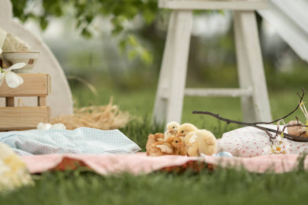 Cute little baby chicks playing outdoors