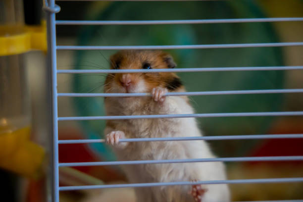 istock Cute golden hamster climbing in cage 1204312318