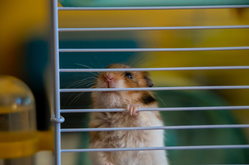 Cute golden hamster climbing in cage asking for more food