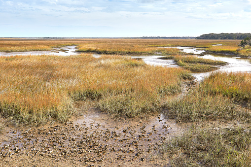 View of a tidal creek and salt marsh from a trail in the Timacuan Preserve in Jacksonville, Florida