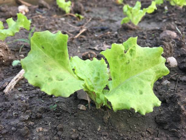 istock Organic green leafy vegetables in plots 1204315717