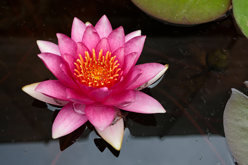 Pink water lily, Laydekeri Fulgens.