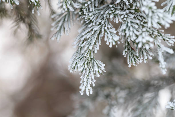 istock Plants covered with frost 1204318333