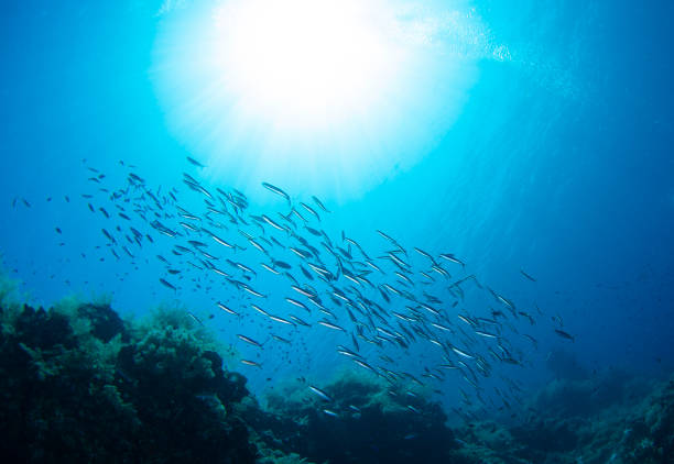 istock School of fish and sunshine 1204319059