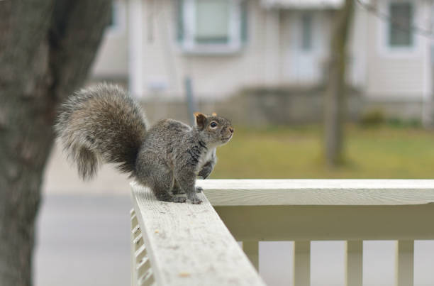 A fox squirrel sitting on a wood fence