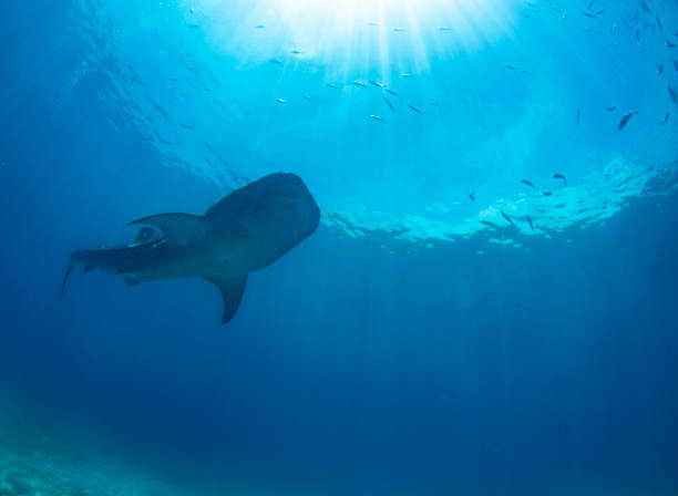 istock Beautiful silhouette whale shark 1204319206