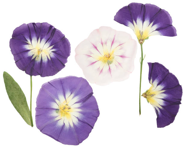 istock Pressed and dried delicate transparent bindweed flowers isolated on a white background. For use in scrapbooking, floristry, or herbaria. 1204327012