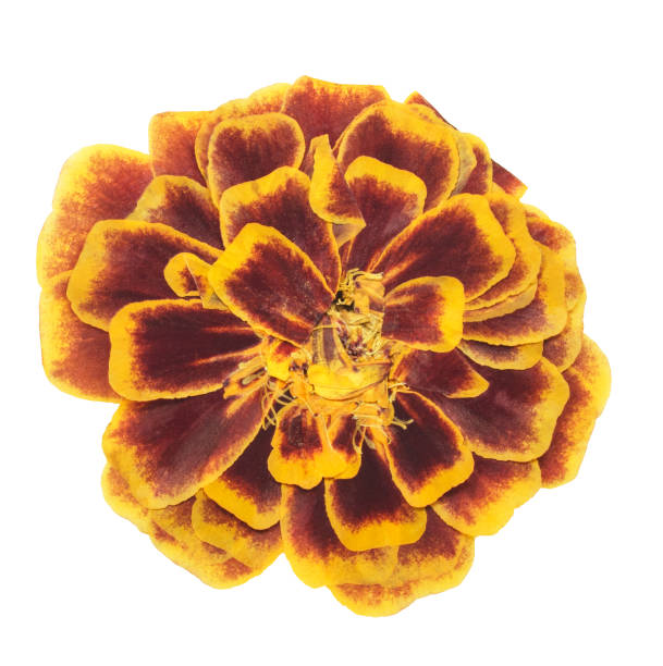 istock Pressed and dried flower marigold, isolated on white background. For use in scrapbooking, floristry or herbarium. 1204327017
