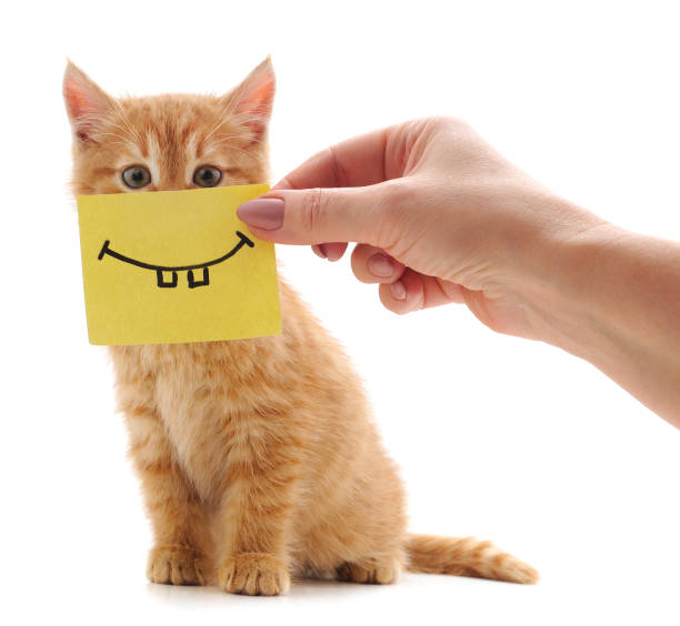 istock Little red kitten with emoticons. 1204327234