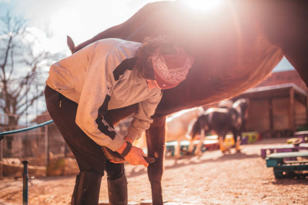 istock Shoeing the horse 1204328046