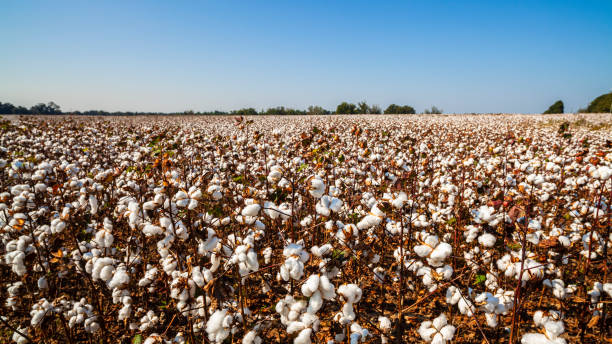 istock Alabama Cotton Field 1204329141
