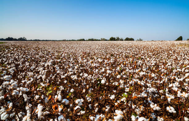 istock Alabama Cotton Field 1204329240