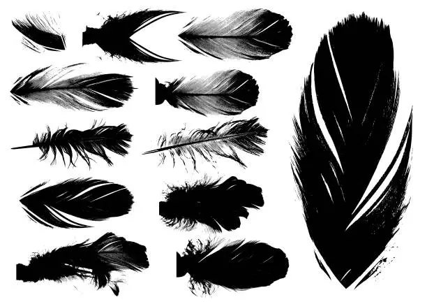 Vector illustration of vector feathers