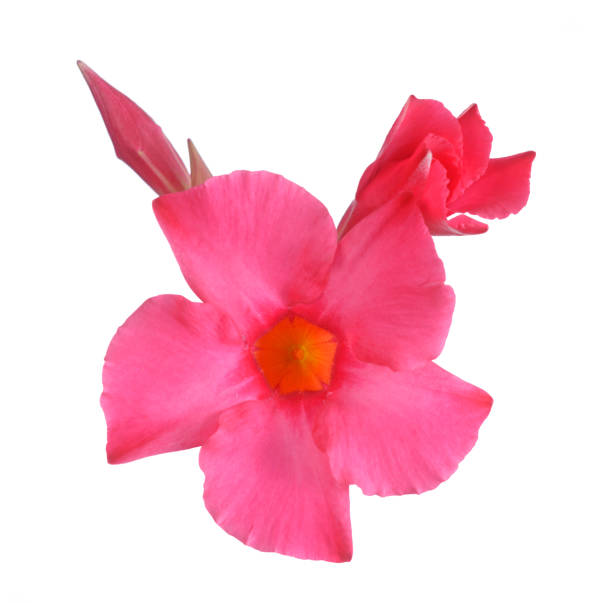 Magnenta Dipladenia flowers and buds isolated on white