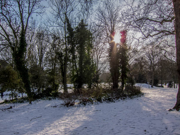 istock Trees on  a Winter Day on Snow 1204331472