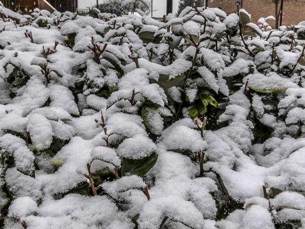 istock Snow on Leaves in Urban Area in Winter 1204331476