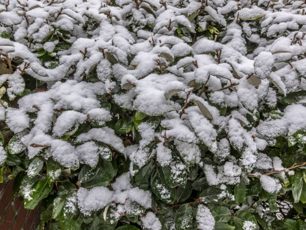 istock Snow on Leaves in Urban Area in Winter 1204331495