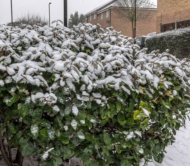 Snow on Leaves in Urban Area in Winter