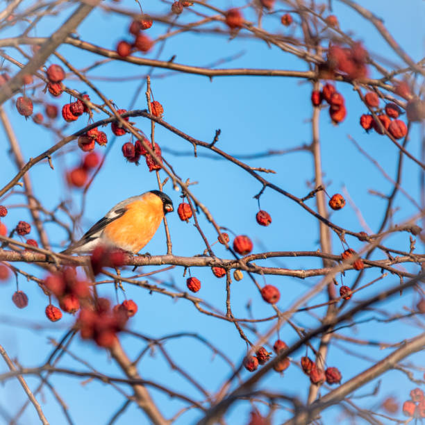 istock Bullfinch sits on a branch and eats small red apples. The Eurasian or common bullfinch, pyrrhula pyrrhula 1204332364
