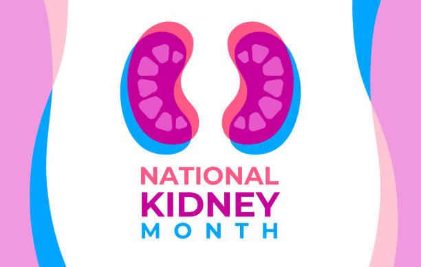 The National Kidney Month vector illustration. Two human kidneys in an abstract trend style. American educational campaign. Banner, poster for prevention of kidney diseases. The National Kidney Month vector illustration. Banner, poster for prevention of kidney diseases. Two human kidneys in an abstract trend style. American educational campaign. national landmark illustrations stock illustrations