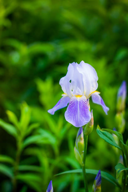 Blooming iris on a summer day outdoors on blur background.