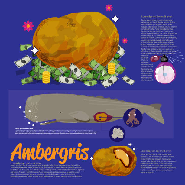 illustrazioni stock, clip art, cartoni animati e icone di tendenza di ambra grigia ambrata o ambra marina. prodotto nel sistema digestivo dello sperma - meal whale mammal animal