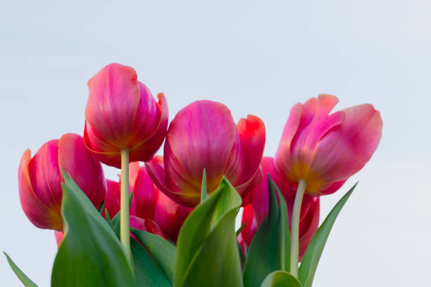 istock Pink tulips bouquet close up with clear sky background, and copy space 1204339287