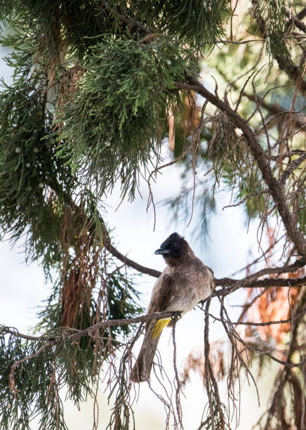 istock Blackeyed Bulbul Sitting on Branch of Fir Tree 1204340459